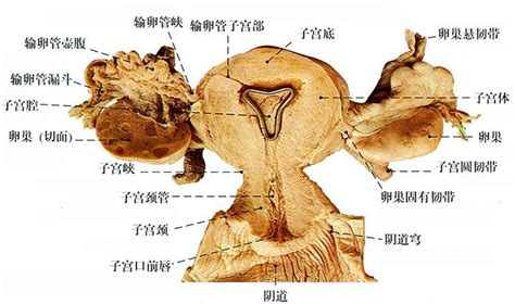 女人洞|阴道结构图